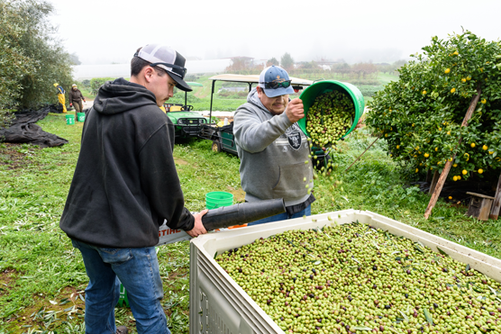 Students harvesting olives